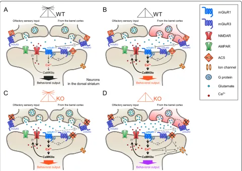 Figure 8 A working hypothesis for the generation of behavioral preferences for olfactory- and tactile-cue-directed options.from the barrel cortex, which activates mGluR1 and its down-stream signaling cascade including CaMKIIbehavioral outputs in choosing o