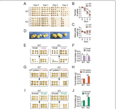 Figure 1 AC5 KO mice gained preferred behaviors for specific cue-directed options. (A-C)each mouse and the mean numberANOVA, Holm-Sidak post hoc test: for pellet numbers, genotype [ Photographs showing representative sets offood pellets consumed by 5 indiv