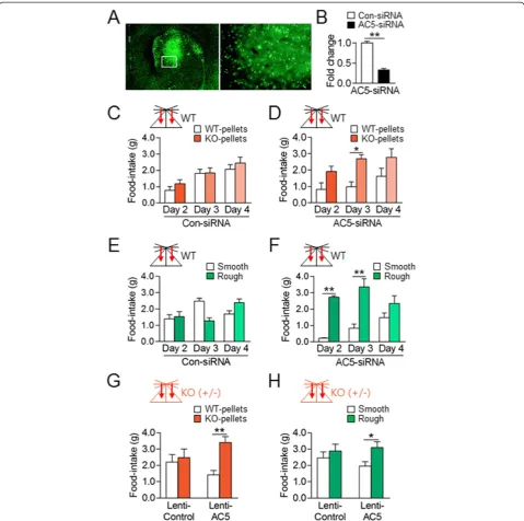 Figure 5 The suppression of AC5 in the dorsal striatum replicated behavioral preferences for KO food pellets and rough pellets.mice induced behavioral preferences for KO pellets over WT pelletscases disappeared on day 4