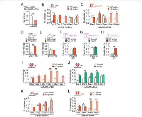 Figure 7 The mGluR1 and mGluR3 signaling systems in the dorsal striatum antagonistically regulated behavioral preferences for AC5and time effects, and significant interaction; for mGluR3-siRNACaMKIIAC5 KO miceas the mean ± SEM (n = 7-9)