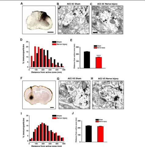 Figure 2 Nerve injury accumulated postsynaptic GluA1 in ACCGluA1 particles in 50 nm bins as a function of distance from the nearest edge of synapses.synapses.the VS-SC projecting neurons