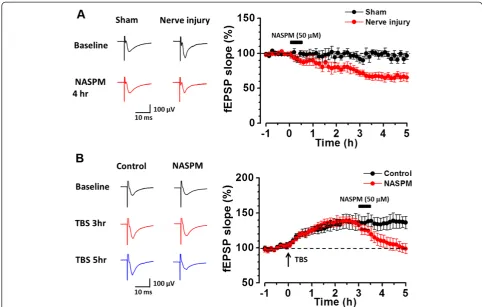 Figure 4 NASPM had a long term inhibition on the LTP of ACC layer V neurons. (A) Samples and averaged results showing that bathapplication of NASPM (50 μM) for 30 min reduced the slope of fEPSP from layer V neurons in mice with nerve injury but not in mice