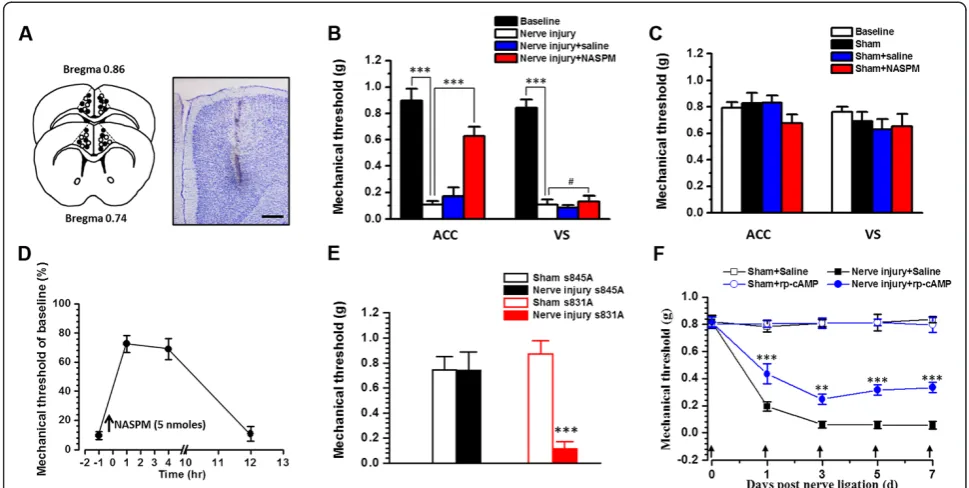 Figure 5 PKA phosphorylation of GluA1 in the ACC was important for the nerve injury induced mechanical hyperalgesia