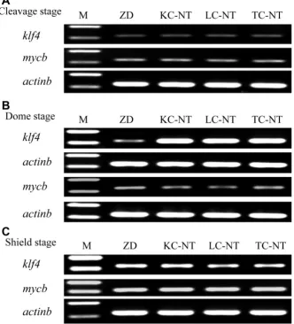 Figure 3. Gene expression between SCNT embryos and ZD embryos by semi-quantitative RT-PCR analysis
