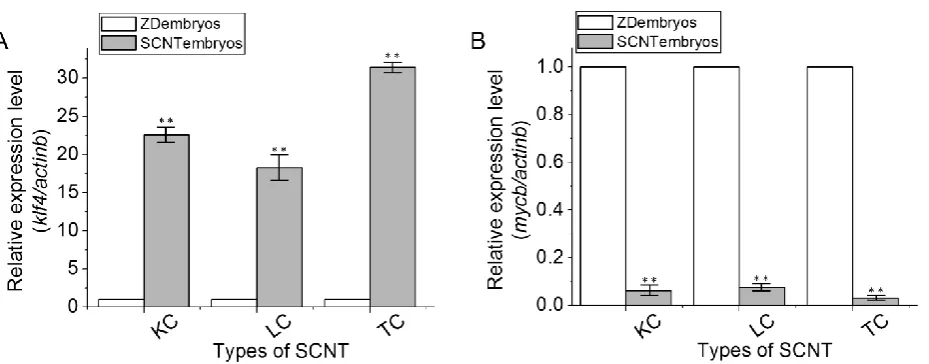 Figure 4. Real-time RT-PCR analyses of klf4 and mycb gene expression. RNA expression was identified using real-time RT-PCR among ZD embryos, KC SCNT embryos, LC SCNT embryos and TC SCNT embryos at the dome stage