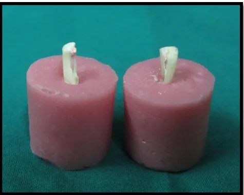Fig no-18: Fractured root specimens under compression. 