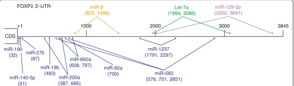 Figure 1 Predicted miRNA binding sites in the humanbinding sites in the human FOXP2 3′ UTR