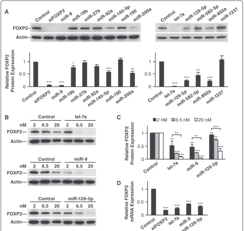 Figure 2 Multiple miRNAs downregulate human FOXP2 expression. (A) Representative Western blot images and quantitative resultsshowing that miR-9, miR-19b, miR-140-5p, miR-200a, let-7a, miR-129-5p, miR-582-5p, and miR-892a downregulated human FOXP2 proteinex
