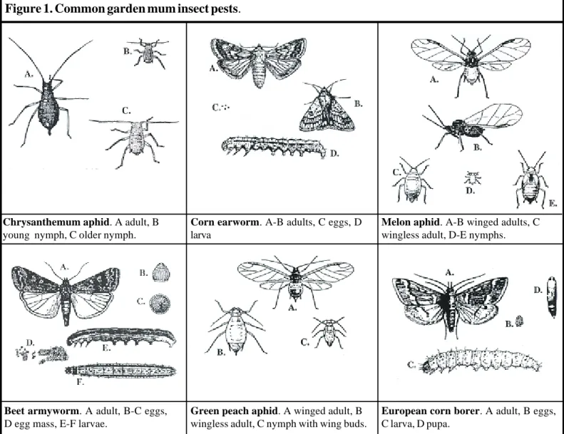 Figure 1. Common garden mum insect pests.