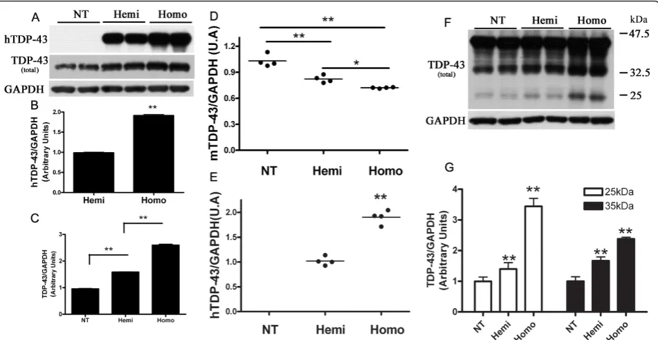 Figure 2 Down regulation of mouse TDP-43 and production of lower molecular weight (LMW) TDP-43 species in TDP-43levels were quantified by (B) densitometry to show that mutant hTDP-43 expression is approximately 90% higher in homozygous micecompared to hemi