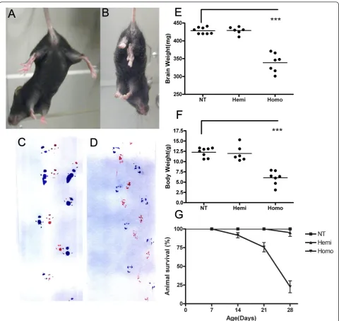 Figure 3 Reduced brain and body weight and motor dysfunction in TDP-43proper escape extension