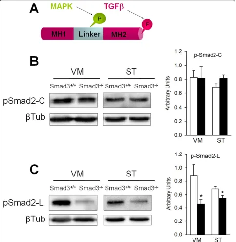 Figure 6 Decreased Smad2 phosphorylation in Smad3 null mice. (A) The MH1 and MH2 domains in Smad2, conserved in other Smads, areconnected by a less-conserved linker region