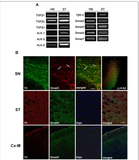 Figure 1l of the cDNA pool, except for TGF-were tested. (B) Coronal sections were double immunostained for TH and Smad3