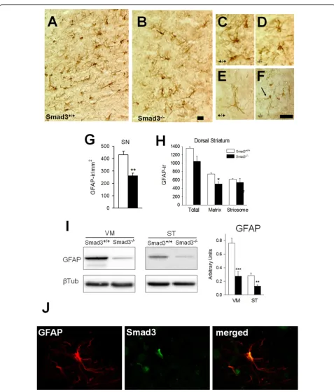 Figure 3 Smad3cells in the striatal matrix and striosomes. The figure represents the GFAP-ir cells per mmG)