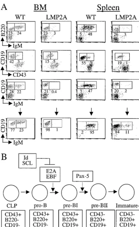 FIG. 1. LMP2A transgenic mice and B-lymphocyte development.(A) Upper panel, bone marrow (BM) (left) and splenic (right) B cells