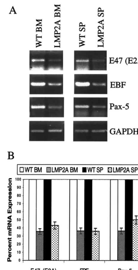 FIG. 2. Decreased expression of B-cell developmental transcrip-tion factors in B cells from LMP2A transgenic mice