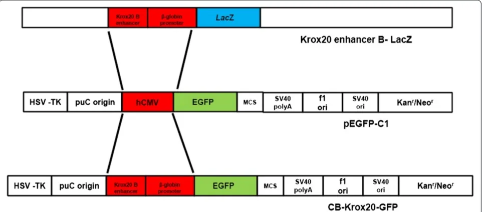 Figure 1 Diagrammatic illustration depicting cloning strategy for Krox20 B enhancer/β-globin GFP construct utilized in this study
