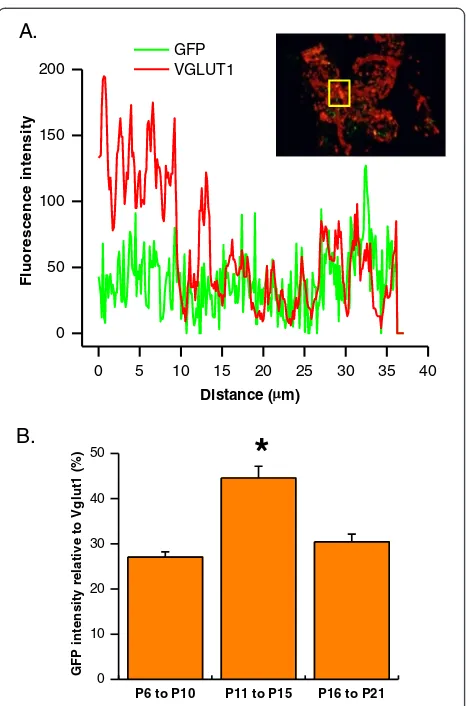 Figure 6 Development regulation of GFP expression in calyx ofHeld synapse. (A) Example of fluorescence intensity profile analysisused to determine relative fluorescence GFP intensity versus thesynaptic marker, Vglut1 fluorescence intensity as determined fr