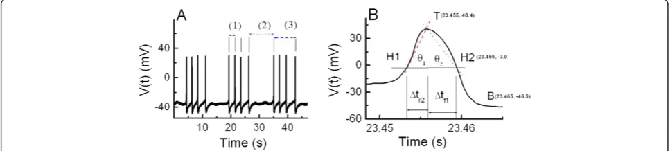 Table 2 Temperature and selected AP parameters in bursting pacemaker neurons maintained for 30 min