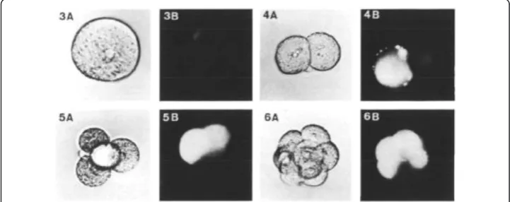 Figure 6 Mouse preimplantation embryos. (Reproduced with permission). (A) light microscopy to detectcells