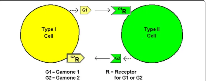 Figure 2 Blepharisma japonicummating cells. Types I and II cells secrete Gamone 1 and Gamone 2respectively