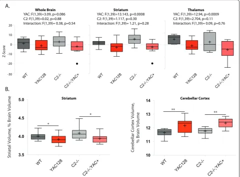 Figure 6 Casp2-/- mice are not protected from brain pathology assayed with MRI. A) Volumes for brain structures were determined byautomated segmentation of MRI images and expressed as Z-scores