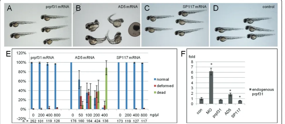 Figure 2 Distinct activities of zebrafish Prpf31 AD5 and SP117 after mRNA injection. (A) Wild-type phenotype in embryos injected with