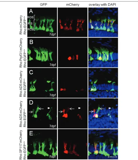 Figure 4 Subcellular localization of wild-type and mutant Prpf31 fusion proteins in rod photoreceptors