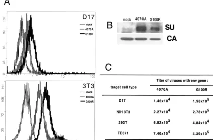 FIG. 3. Comparison of G100R function with WT 4070A virus. (A) Assays of binding of the G100R Env virus on D17 and NIH 3T3 cells