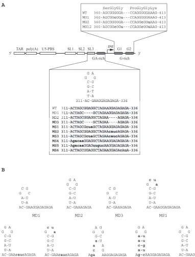 FIG. 1. Description of mutations generated in HIV-1 RNA sequences downstream of the 5�nucleotide of the R region
