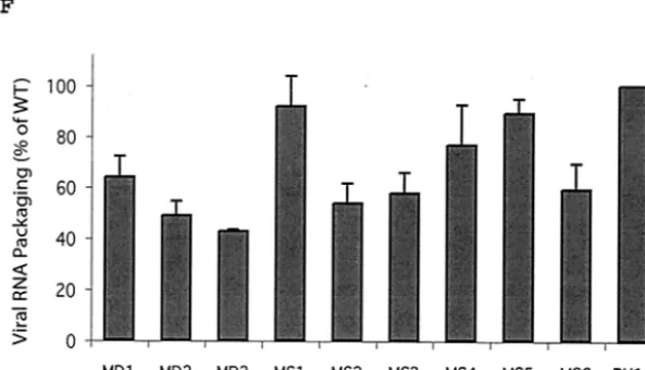 FIG. 3. Effects of various mutations on viral RNA dimerization and packaging. (A) Viral RNA was prepared from mutant viruses MD1 to MD3and MS1 to MS6 (lanes 1 to 9) and wild-type virus BH10 (lane 10), equivalent to 150 ng of p24 antigen, and fractionated on native agarose gels,