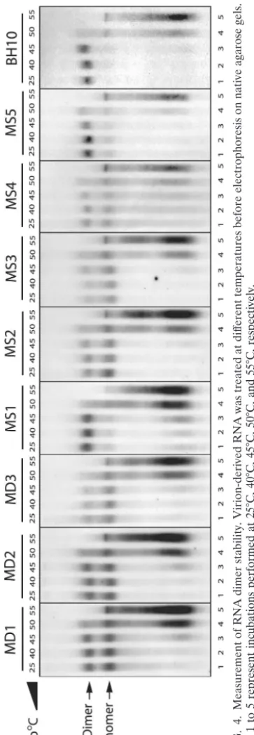 FIG. 4. Measurement of RNA dimer stability. Virion-derived RNA was treated at different temperatures before electrophoresis on native agarose gels.Lanes 1 to 5 represent incubations performed at 25°C, 40°C, 45°C, 50°C, and 55°C, respectively.