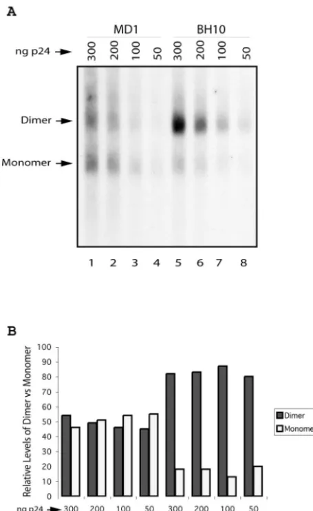 FIG. 5. Effects of RNA concentration on viral RNA dimerization.(A) A series of RNA samples of the MD1 mutant containing 300, 200,