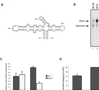 FIG. 6. Mutation of CU repeat RNA sequence (nt 227 to 233) affects viral RNA dimerization and packaging
