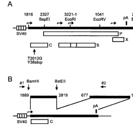 FIG. 1. Maps of plasmids. (A) pSVHBV1.5core�length copy of the HBV genome (thick bar) inserted downstream ofthe SV40 early promoter (striped box)