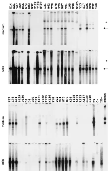 FIG. 2. Phenotypes of core gene point mutants. HuH7 cells were cotransfected with a core-negative HBV genome and a vector for core proteinexpression carrying the mutations
