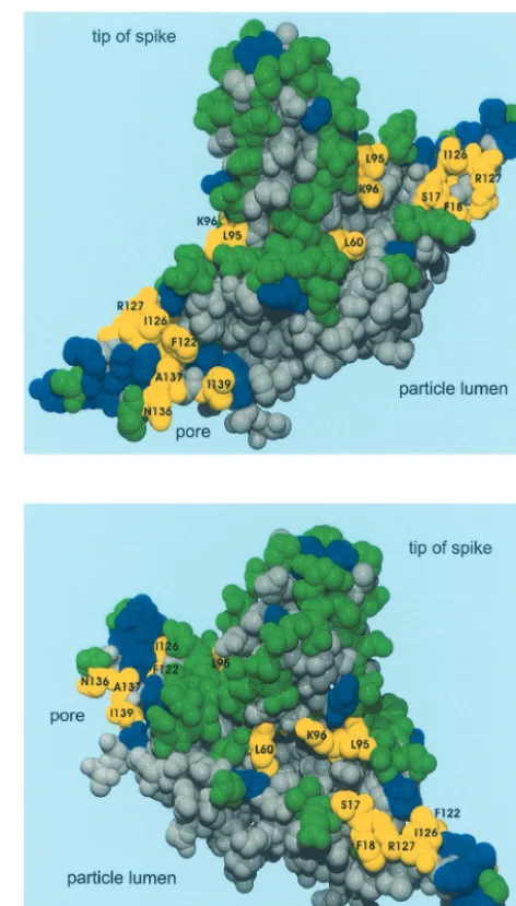 FIG. 4. Location of mutations in the core protein fold. Two viewsof the core protein homodimer are shown