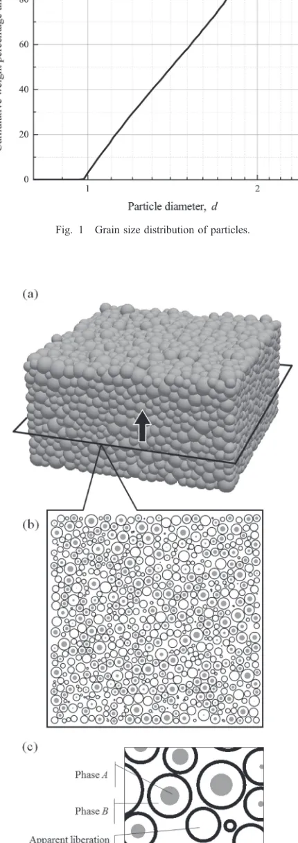 Fig. 2Schematic images of the simulation: (a) the packed particles withsize ranging from 1.0 to 2.0 [Fig
