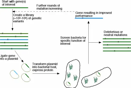Figure 1.  Schematic of directed evolution algorithm.  As shown here, random mutation is applied to the gene coding for the protein to be engineered