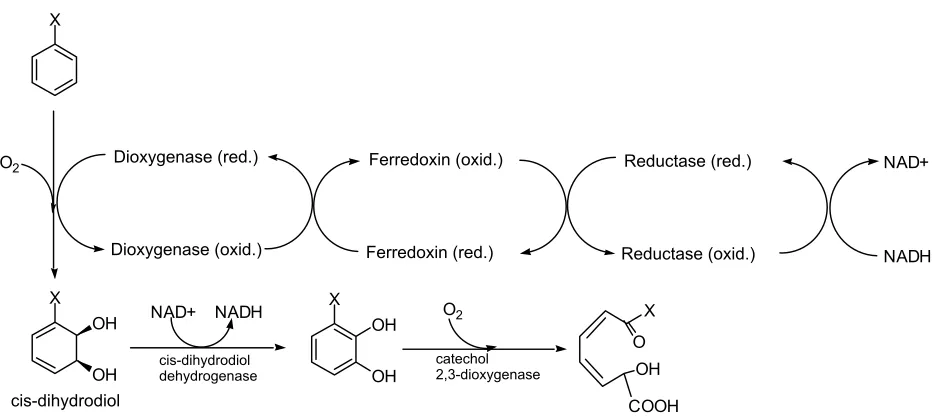 Figure 2.  Degradation of a generic aromatic compound by the Class II 