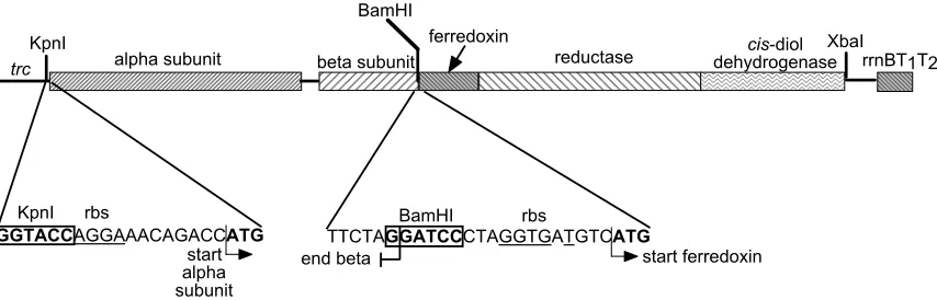 Figure 1.  Schematic showing arrangment of dioxygenase genes in context of ptrc99A expression vector