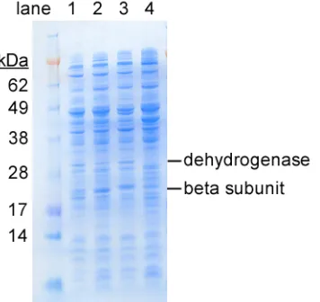 Figure 3.  SDS-PAGE analysis of cell extracts from E. Coli BL21(DE3) expressing pJMJ11 (lane 1), pJMJ6 (lane 2), pJMJ7 (lane 3) and ptrc99A (lane 4)