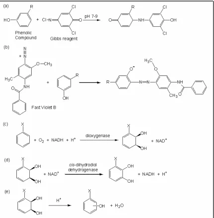 Figure 1.  Chemistry of assay methods.  (a) Coupling of Gibbs' reagent to a 