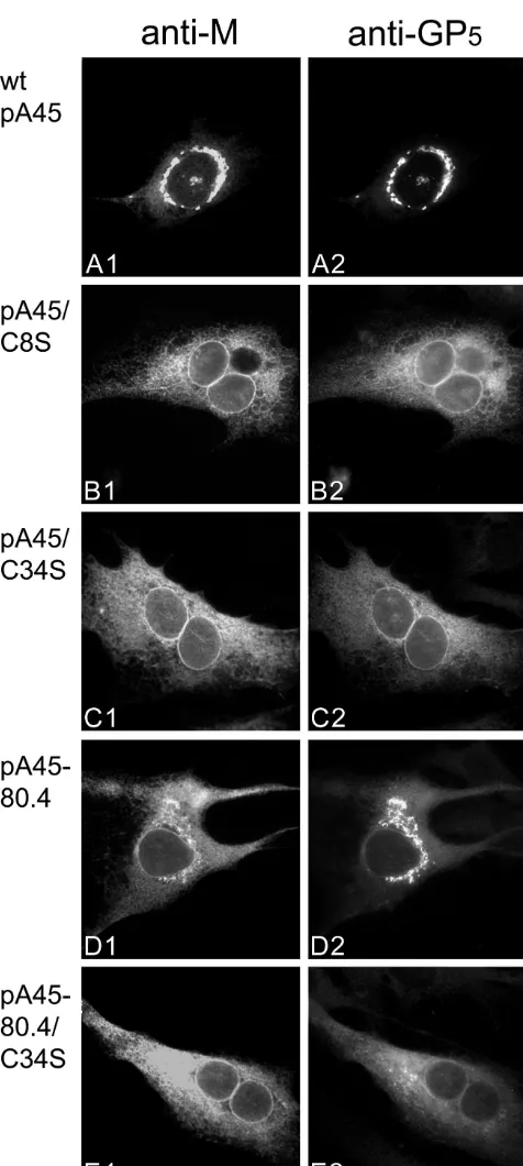 FIG. 2. Localization of EAV M and GP5 in BHK-21 cells trans-fected with wt EAV and a selection of mutants