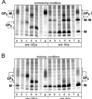 FIG. 4. Analysis of GPtransfected cells was5-M heterodimerization in BHK-21 cells transfected with wt EAV and a selection of mutants