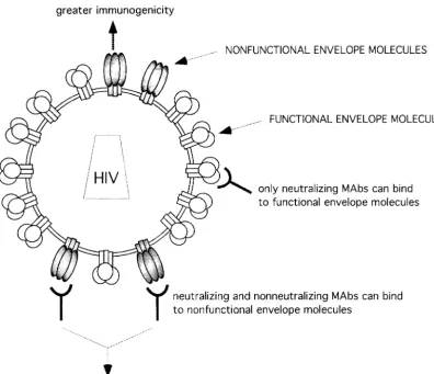 FIG. 9. Model for proposed heterogeneity of envelope molecules at the surfaces of primary HIV-1 particles