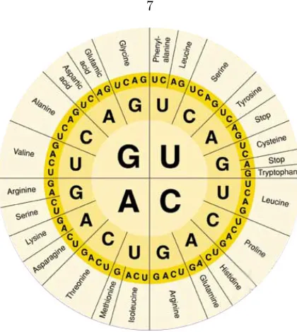 Figure 1.1: Codon table. The mapping between codon sequence and amino acid identity can beread oﬀ the table from the inner to outer rings.