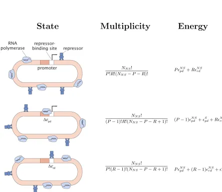Figure 1.4: States, multiplicities, and energies for simple repression.where Ω is the multiplicity of the state, For the “simple repres-sion” architecture, the promoter can take three possible states (shown top to bottom in the ﬁgure):neither repressor nor