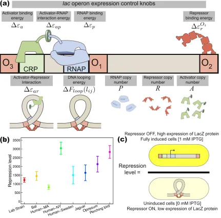 Figure 2.1: (a) Regulatory knobs that control the expression of the lac operon and the symbols used to characterizethese knobs in the thermodynamic model