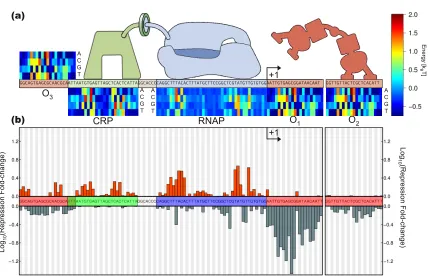 Figure 2.4: Mapping from promoter sequence to regulatory level. (a) Energy matrices for the relevant transcriptionchange was calculated for all possible single point mutations of the promoter region